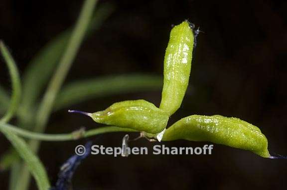 delphinium gracilentum 16 graphic